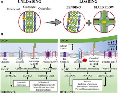 Bone-to-Brain: A Round Trip in the Adaptation to Mechanical Stimuli